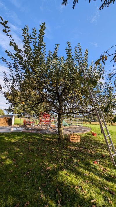 Apfelbaum im Vorgarten